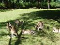 2011_05_Australia (540)